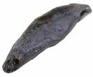 Fossil Whale Tooth - South Carolina #63563-1